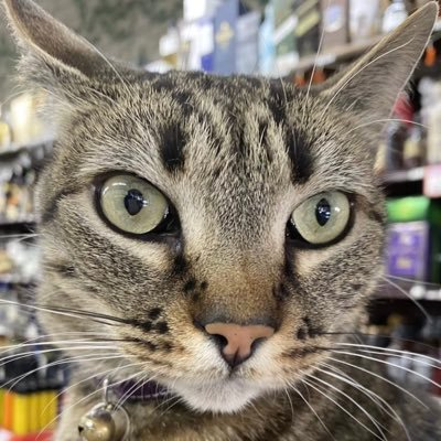 Cat Cat